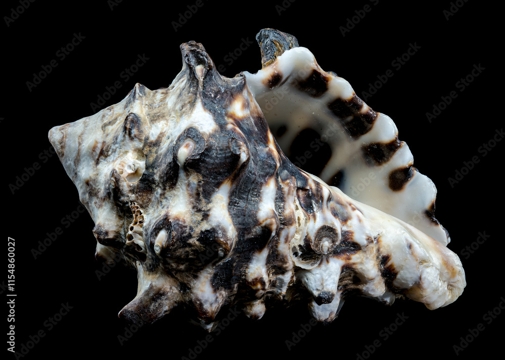Spiny Vasum Seashell on Black Background Spiny Vasum Seashell on Black Background