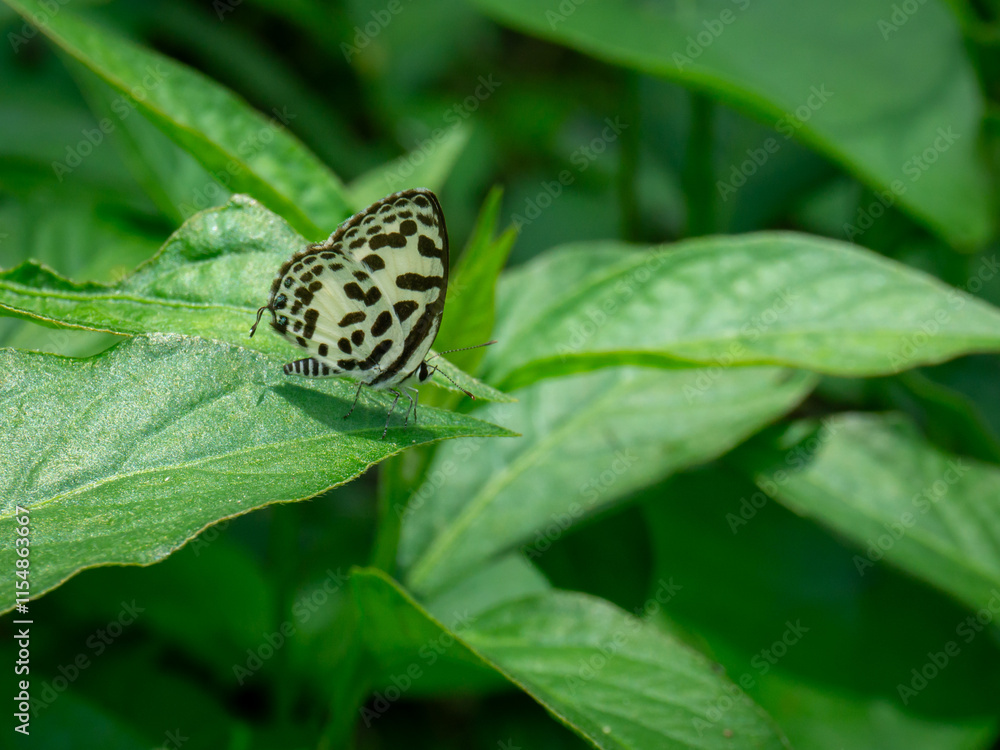A small butterfly, likely a Common Pierrot (Castalius rosimon), with black and white patterned wings, rests on vibrant green leaves A small butterfly, likely a Common Pierrot (Castalius rosimon), with black and white patterned wings, rests on vibrant green leaves