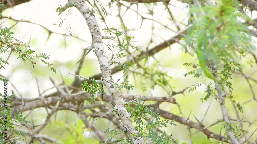 Tropical southern yellow-billed hornbill standing on a tree branch and flying away, Kruger National Park, South Africa. Tropical southern yellow-billed hornbill standing on a tree branch and flying away, Kruger National Park, South Africa.