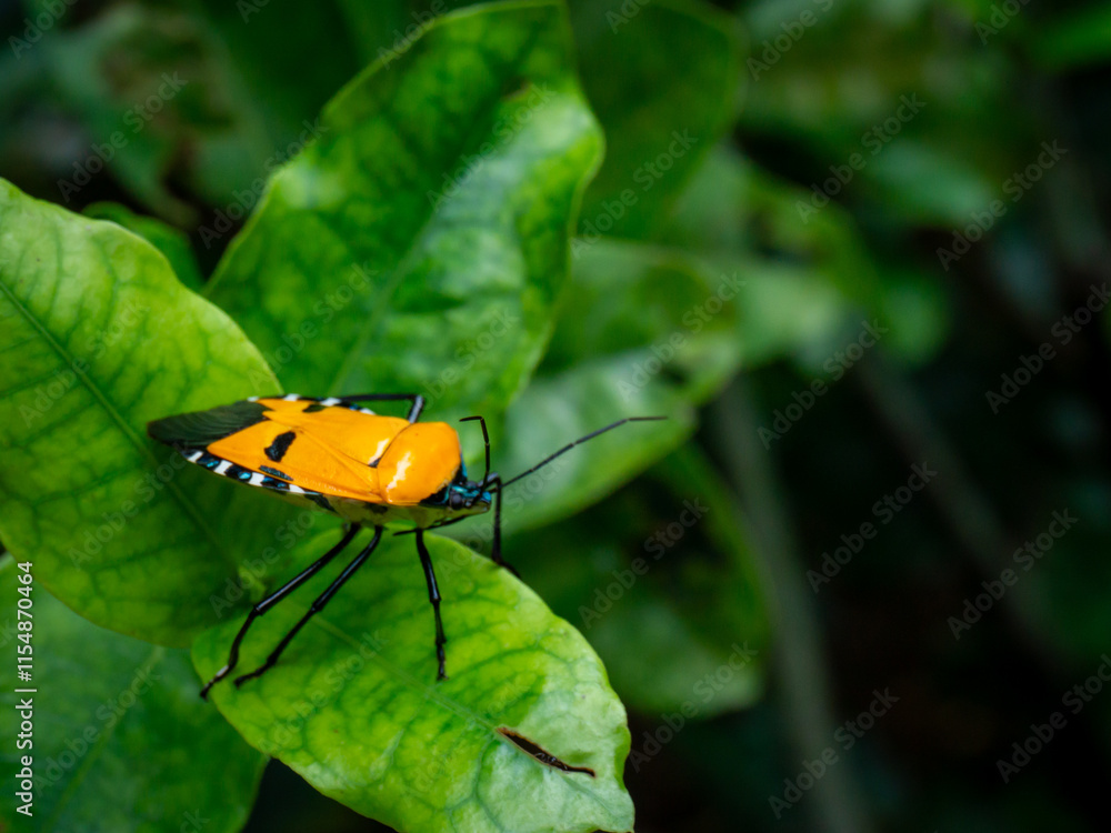 A vibrant yellow and black bug, likely Cantao ocellatus (Tessaratomidae family), stands out against the lush green foliage A vibrant yellow and black bug, likely Cantao ocellatus (Tessaratomidae family), stands out against the lush green foliage