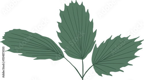 Hand-Drawn of Palm Illustration