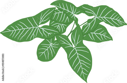 Hand-Drawn of Arrowhead Plant Illustration