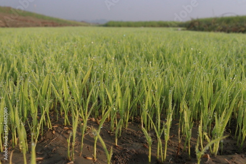 paddy plant seedling on experimental field
