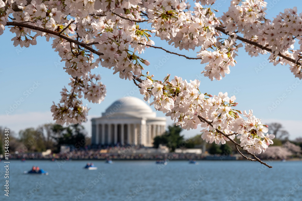 Obraz premium Jefferson Memorial framed by Cherry trees