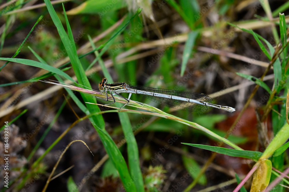 Blaue Federlibelle // White-legged damselfly (Platycnemis pennipes) Blaue Federlibelle // White-legged damselfly (Platycnemis pennipes)