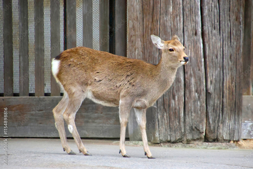 Fototapeta premium 鹿・東大寺・南大門（奈良県・奈良市）