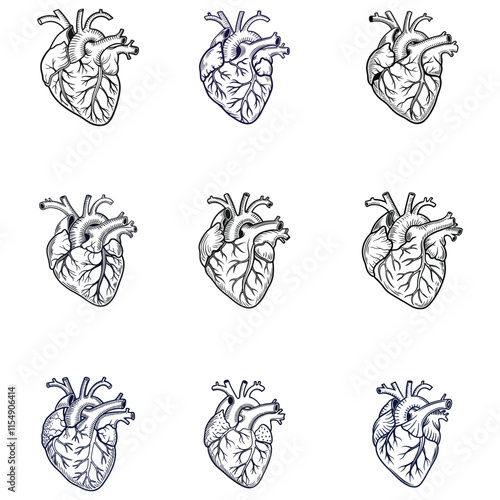 Human heart anatomically correct hand drawn line art