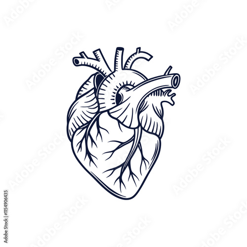 Human heart anatomically correct hand drawn line art