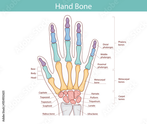 WebAnatomy of the bones of the hand and wrist. Vector medical illustration