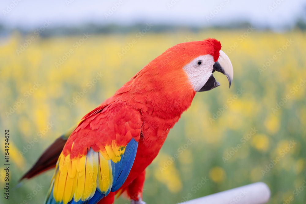 Obraz premium Scarlet macaw vivid rainbow colorful bred from farms to be used as companion animals for humans, free-flying pets.