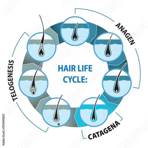 Illustration represents the life cycle of hair. Ideal for institutional and educational materials