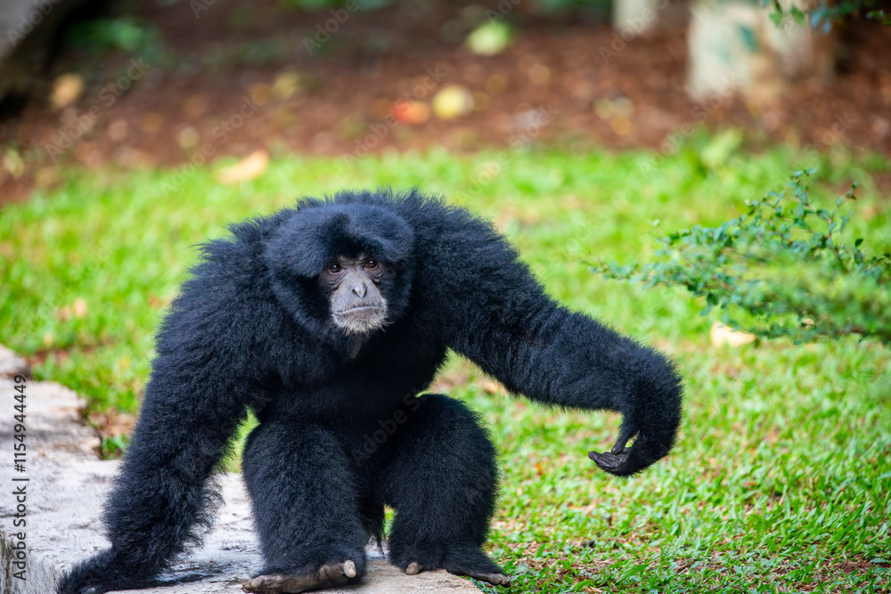 The siamang (Symphalangus syndactylus) is the largest gibbon species, found in the rainforests of Southeast Asia. Known for its The siamang (Symphalangus syndactylus) is the largest gibbon species, found in the rainforests of Southeast Asia. Known for its