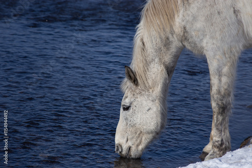 A graceful white horse drinks from a calm river under the clear winter sun.