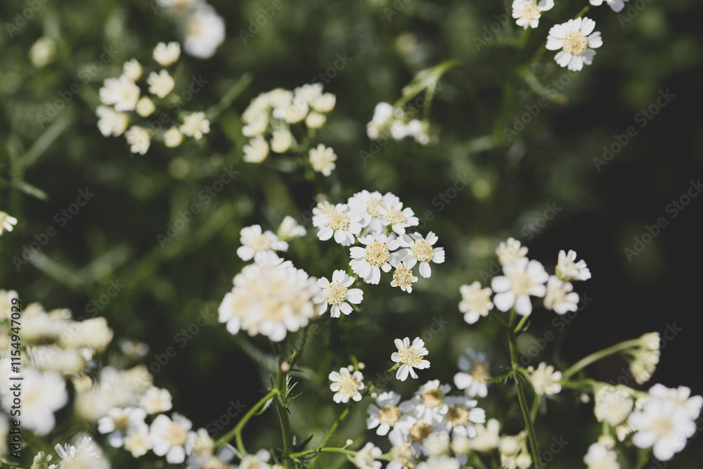 White wildflowers blooming in a natural green meadow. Close-up botanical photography. White wildflowers blooming in a natural green meadow. Close-up botanical photography.