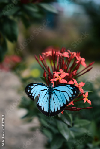butterfly on flower