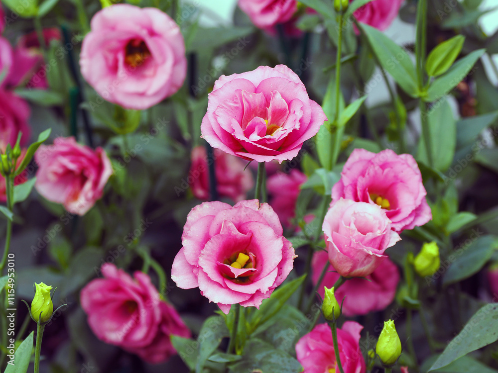 Flowers blooming in the garden in the morning Flowers blooming in the garden in the morning