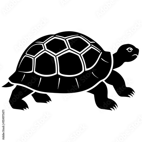 turtle illustration