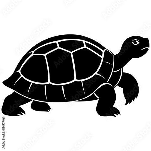 turtle illustration