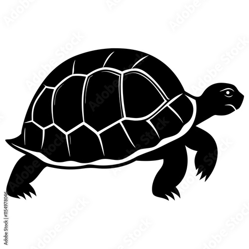 turtle illustration