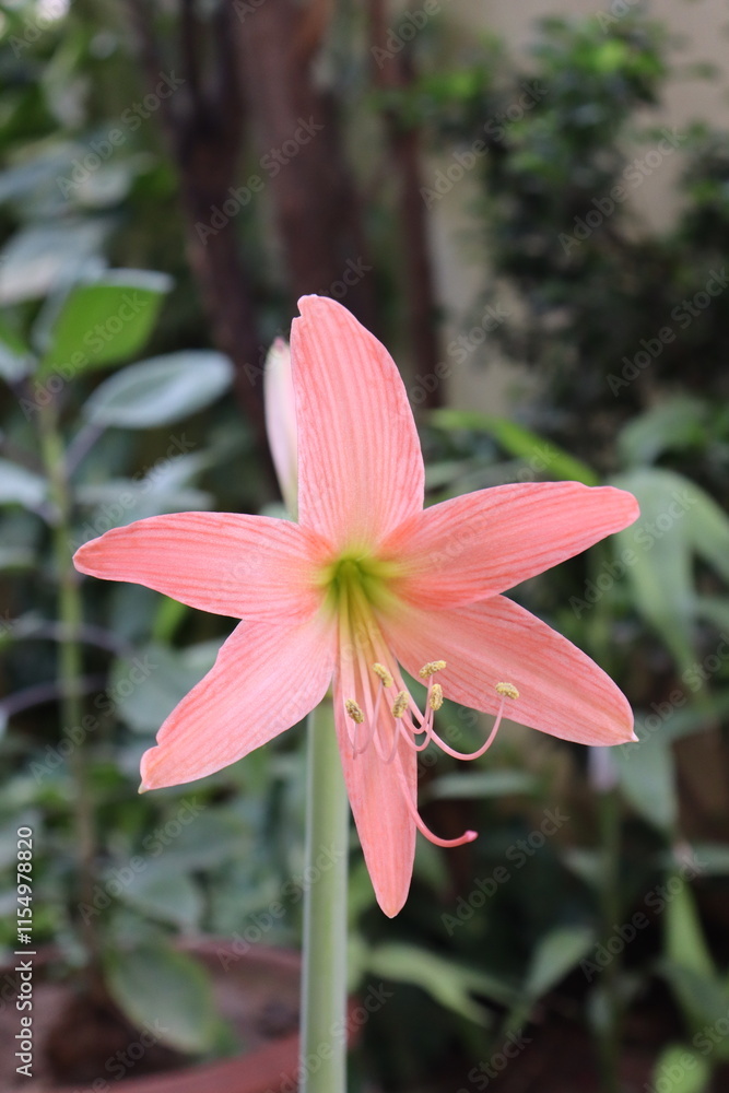 Fototapeta premium pink lily in the garden