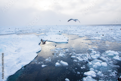 Sea Eagles on Ice Floes in a Frozen Sea, Rausu, Hokkaido, Japan photo