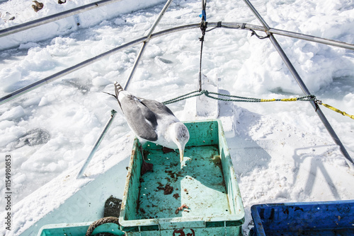 Seagull Perched on Fishing Boat in Winter, Rausu, Japan photo