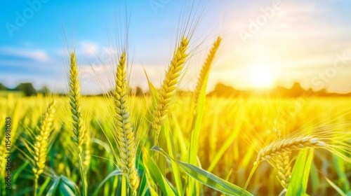 Vibrant Wheat Field in Early Morning Light photo