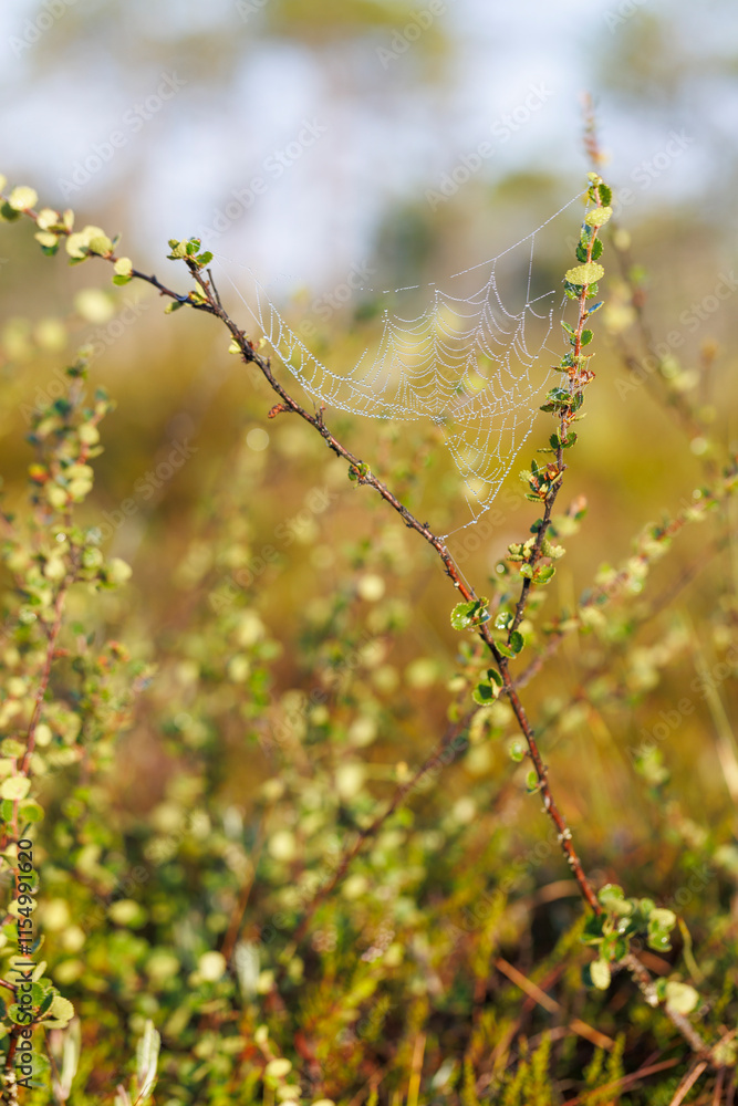 Closeup of wet spider web in a bog