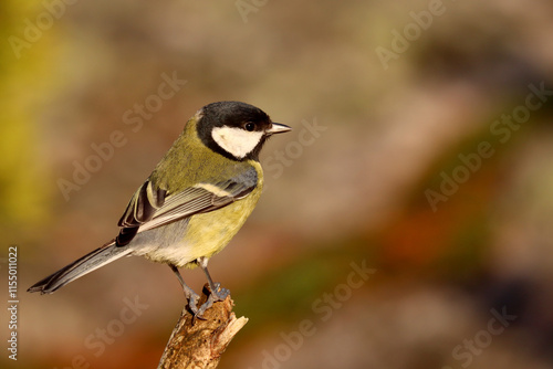 Photography Great tit