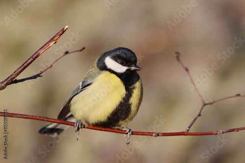 Photography Great tit