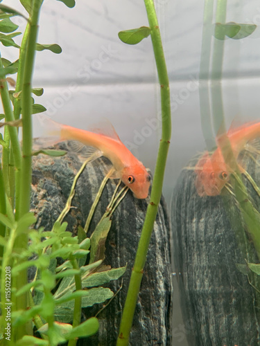 A captivating view of a Gyrinocheilus aymonieri gracefully gliding through a serene freshwater aquarium. photo