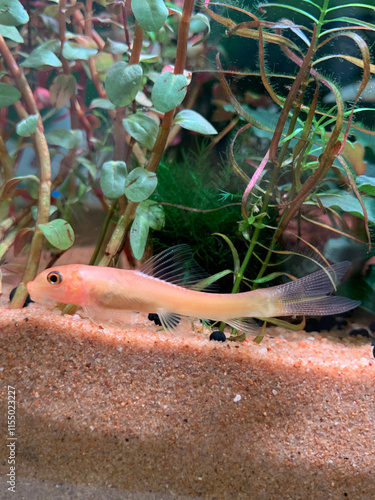 A captivating view of a Gyrinocheilus aymonieri gracefully gliding through a serene freshwater aquarium. photo