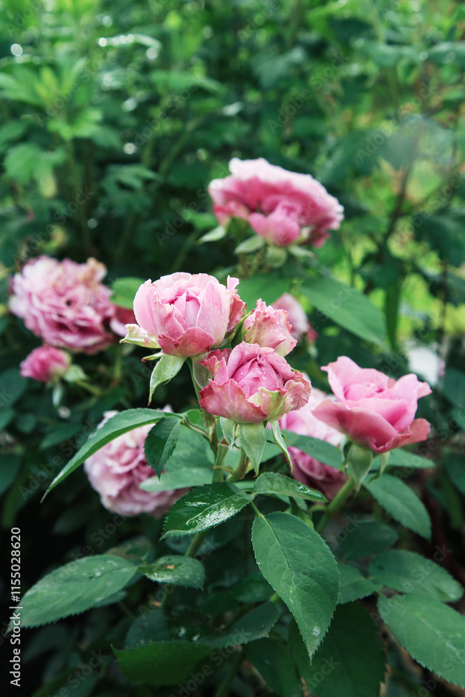 Pink rose flower var. Floribunda Rose blooms. Medium sized flowers in clusters. Hybrid tea roses in garden. Floribunda rose, tea rose, bush Pink rose flower var. Floribunda Rose blooms. Medium sized flowers in clusters. Hybrid tea roses in garden. Floribunda rose, tea rose, bush