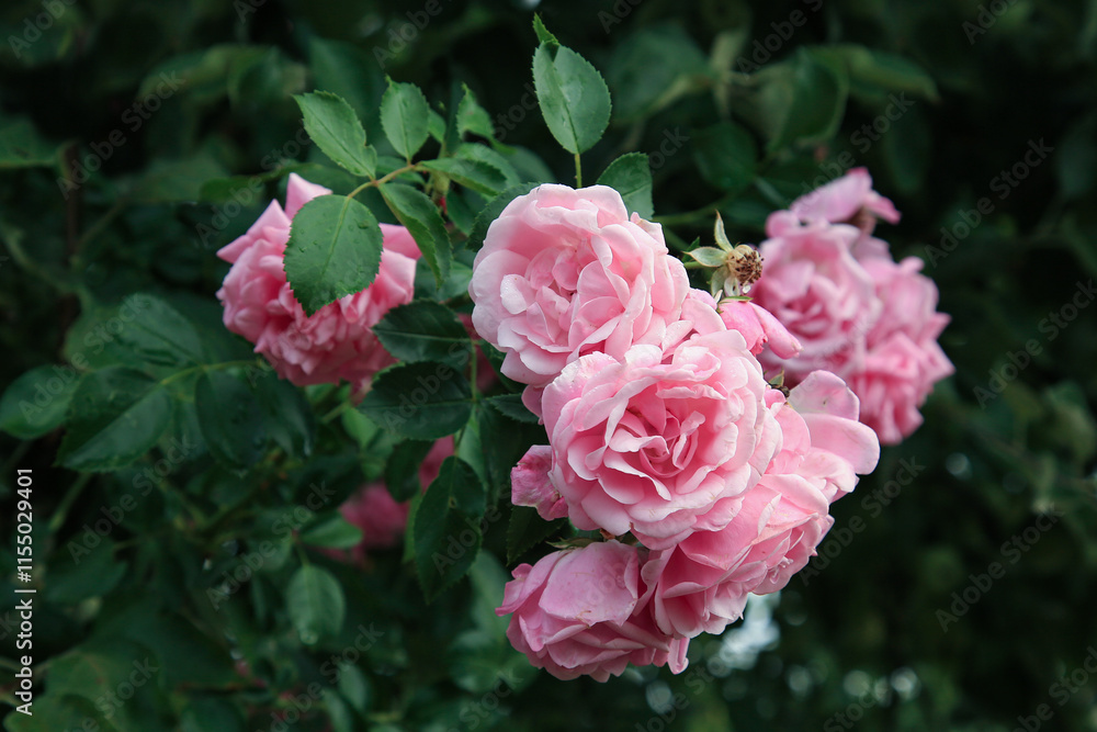 Pink rose flower var. Floribunda Rose blooms. Medium sized flowers in clusters. Hybrid tea roses in garden. Floribunda rose, tea rose, bush Pink rose flower var. Floribunda Rose blooms. Medium sized flowers in clusters. Hybrid tea roses in garden. Floribunda rose, tea rose, bush