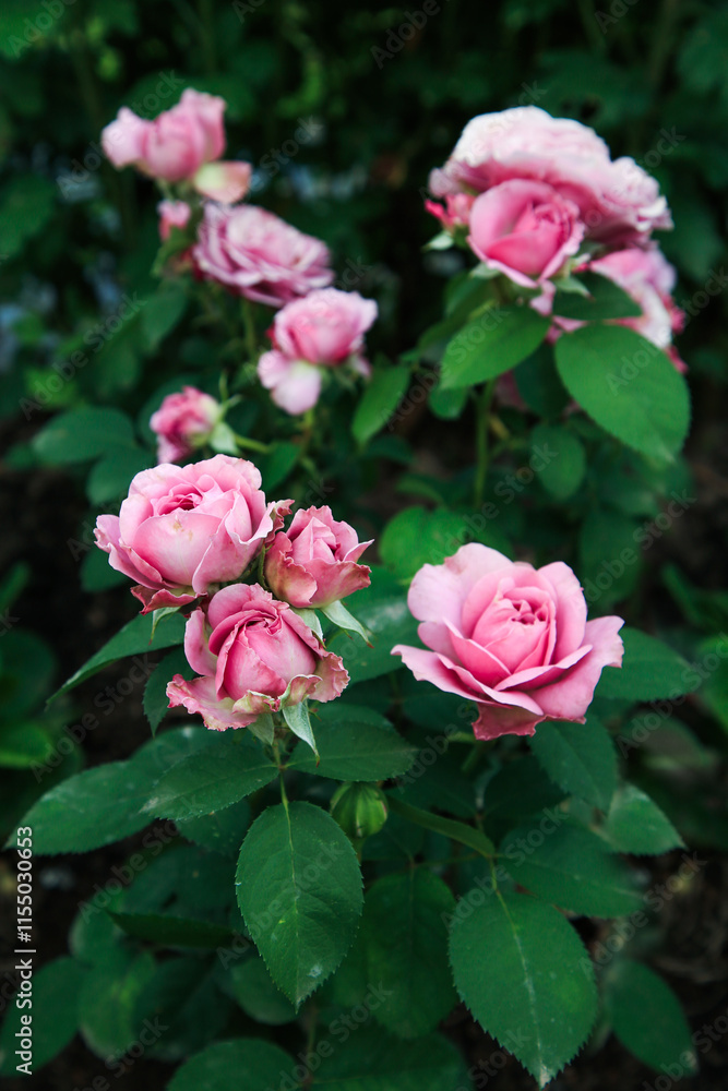 Pink rose flower var. Floribunda Rose blooms. Medium sized flowers in clusters. Hybrid tea roses in garden. Floribunda rose, tea rose, bush Pink rose flower var. Floribunda Rose blooms. Medium sized flowers in clusters. Hybrid tea roses in garden. Floribunda rose, tea rose, bush