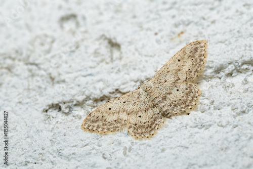 Small Dusty Wave moth - Idaea seriata, small bright white and yellow moth from European meadows and grasslands, Zlin, Czech Republic. photo