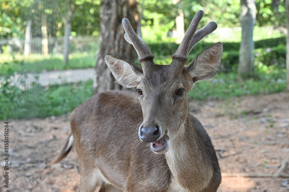 Fototapeta premium Portrait of a cute deer living outdoor. A deer is a common four-legged animal that has hooves and eats plants around the forest.