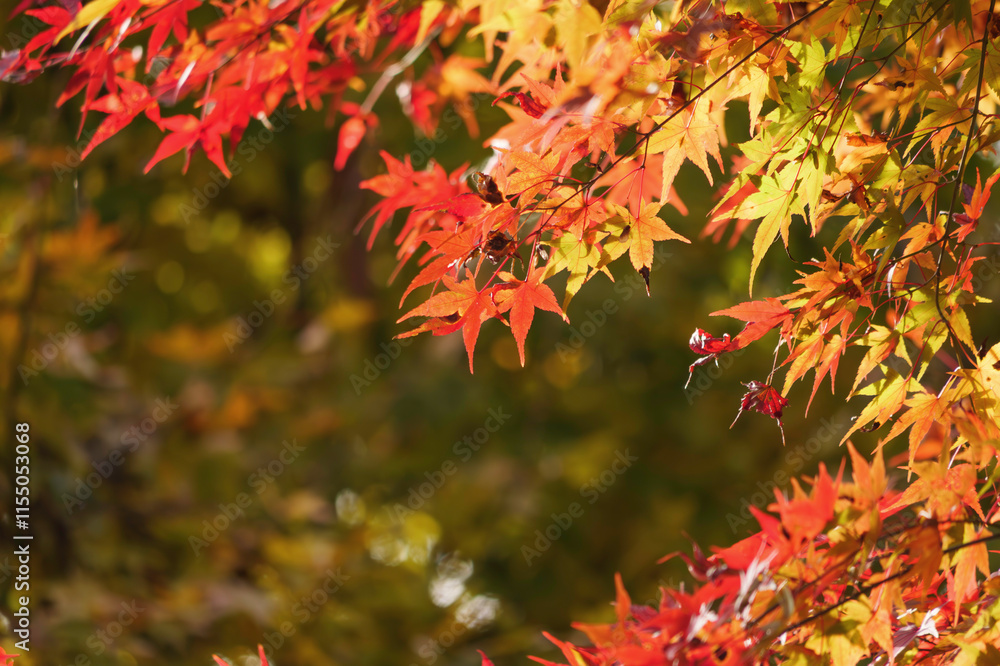 Japanese maple leaf, Autumn landscape
Japanese maple leaf, Autumn landscape