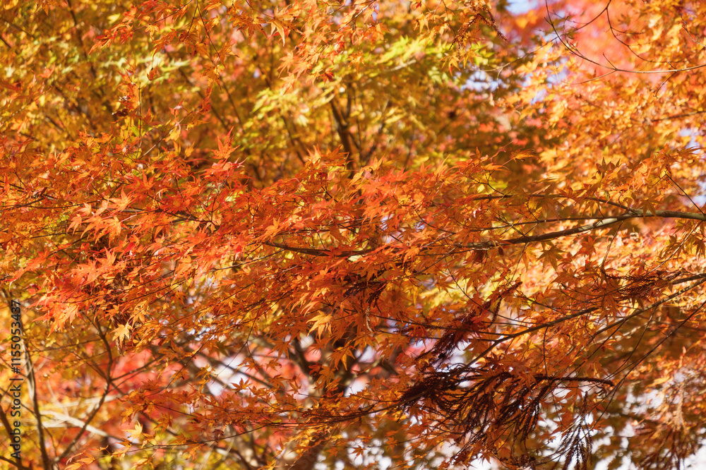 Japanese maple leaf, Autumn landscape
Japanese maple leaf, Autumn landscape