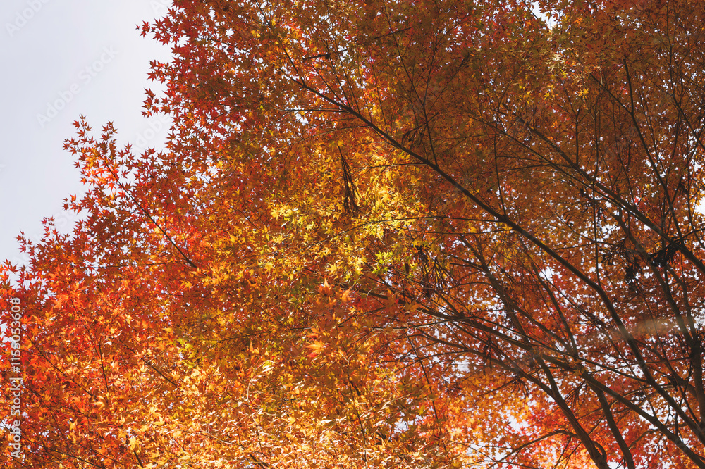 Sky full of maple leaves, sunshine, Japanese autumn Sky full of maple leaves, sunshine, Japanese autumn