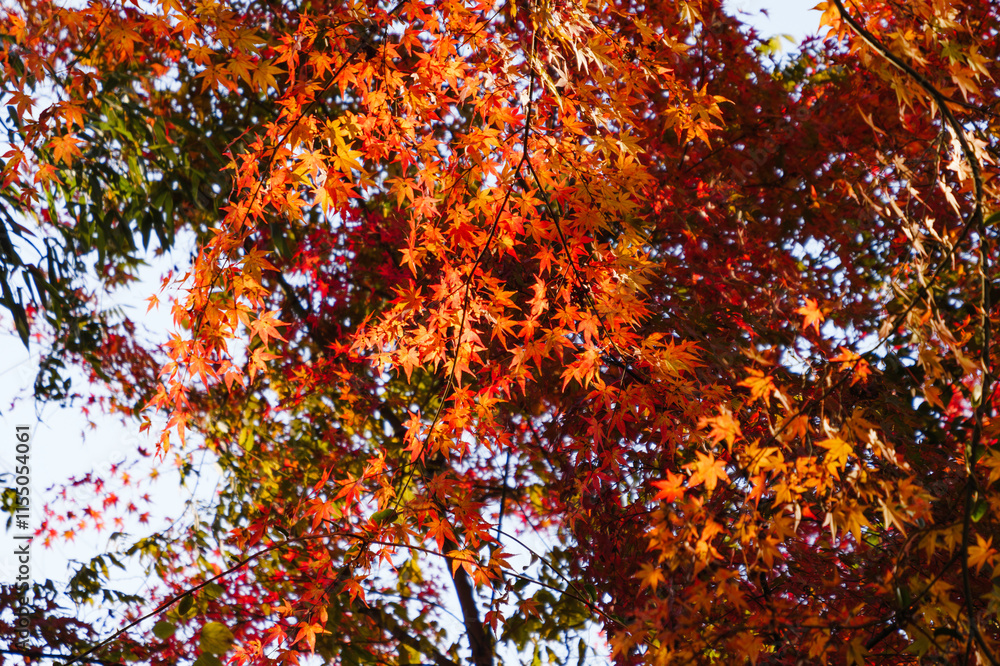 Japanese maple leaf, Autumn landscape
Japanese maple leaf, Autumn landscape