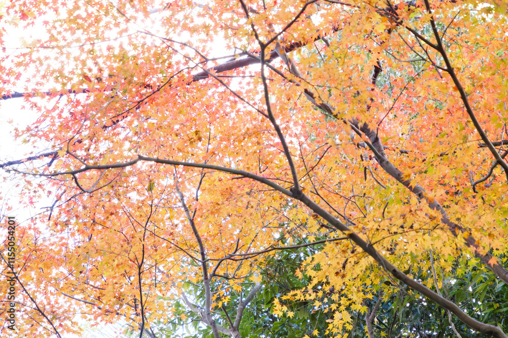Japanese maple leaf, Autumn landscape
Japanese maple leaf, Autumn landscape
