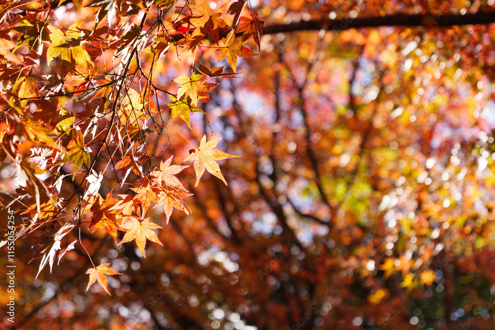 Japanese maple leaf, Autumn landscape
Japanese maple leaf, Autumn landscape