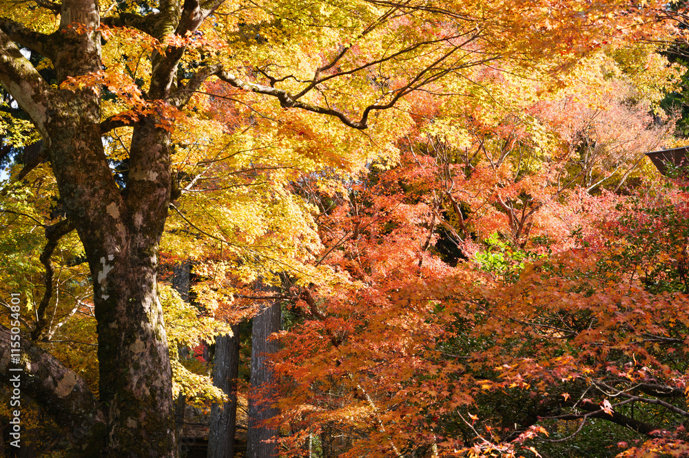Japanese maple leaf, Autumn landscape	
