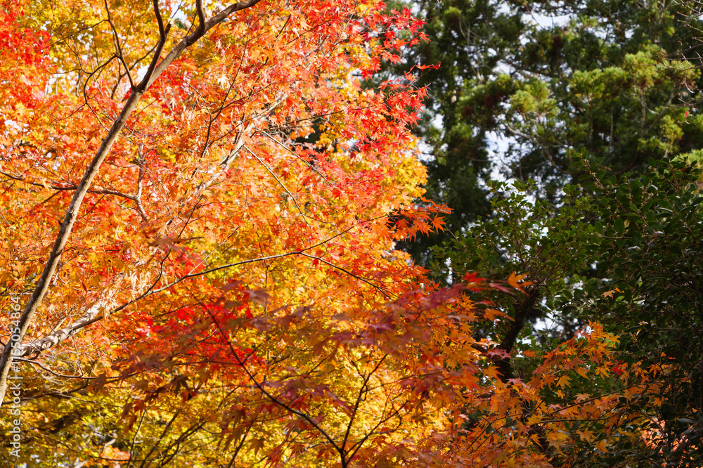 Japanese maple leaf, Autumn landscape
Japanese maple leaf, Autumn landscape