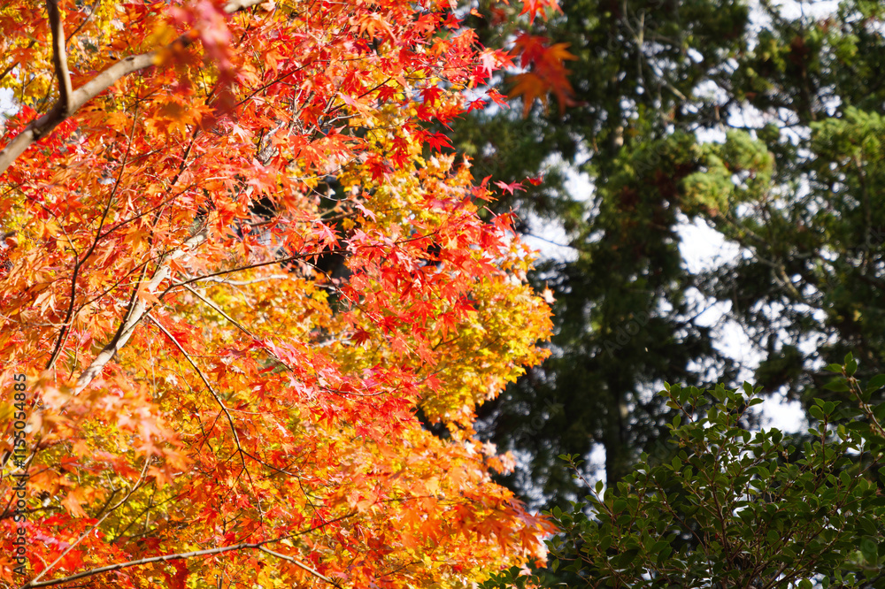 Japanese maple leaf, Autumn landscape
Japanese maple leaf, Autumn landscape