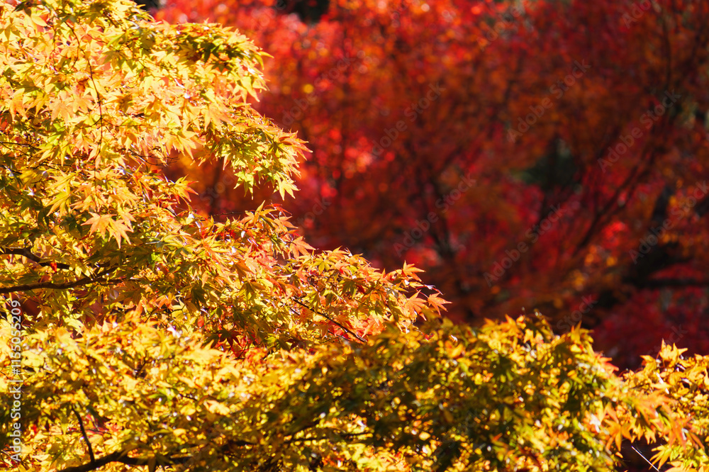 Japanese maple leaf, Autumn landscape
Japanese maple leaf, Autumn landscape