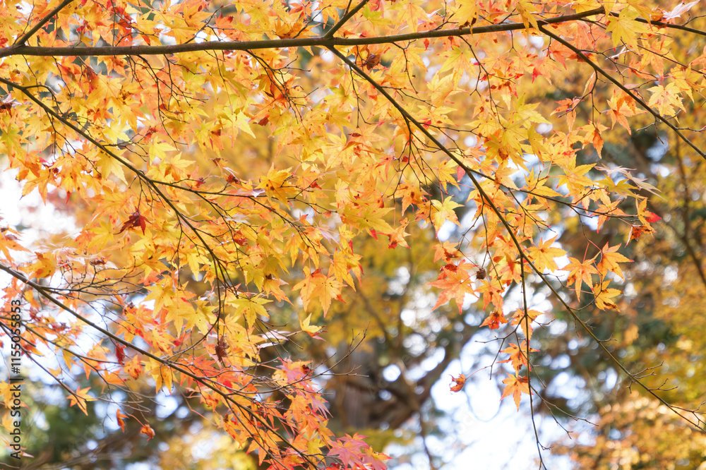 Japanese maple leaf, Autumn landscape
Japanese maple leaf, Autumn landscape