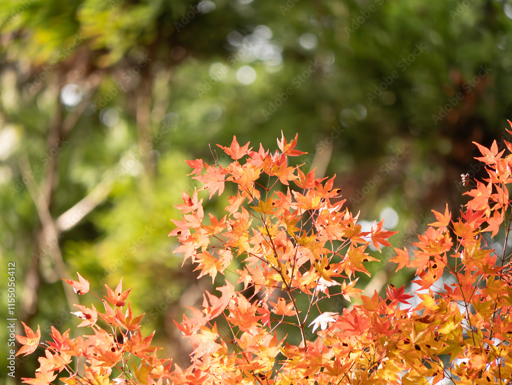 Sky full of maple leaves, sunshine, Japanese autumn Sky full of maple leaves, sunshine, Japanese autumn