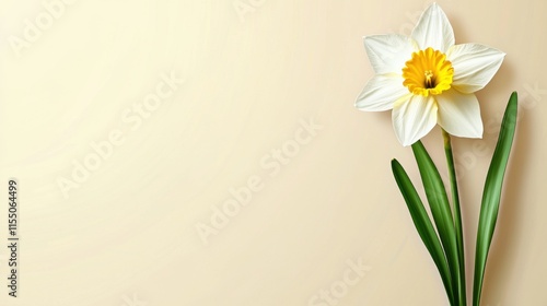 Wallpaper Mural Vibrant White and Yellow Narcissus Flower Blooming in Spring Garden Torontodigital.ca